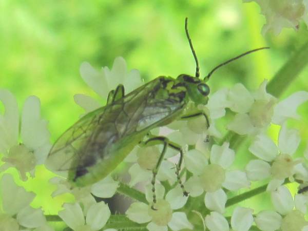 Howardian Local Nature Reserve
  Sawfly