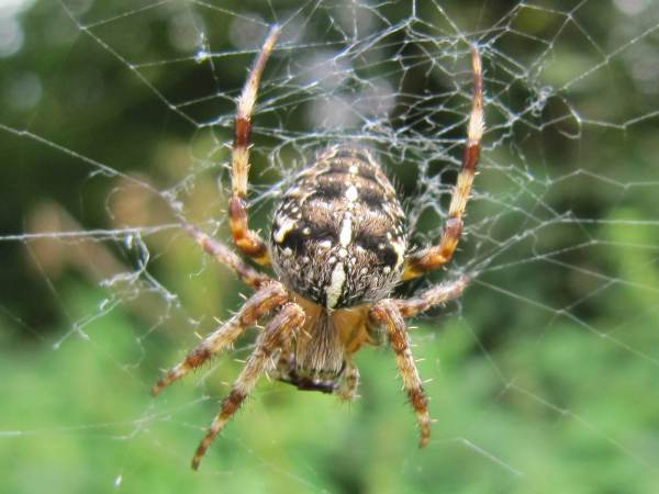 Garden Spider ~ Araneus diadematus - Female