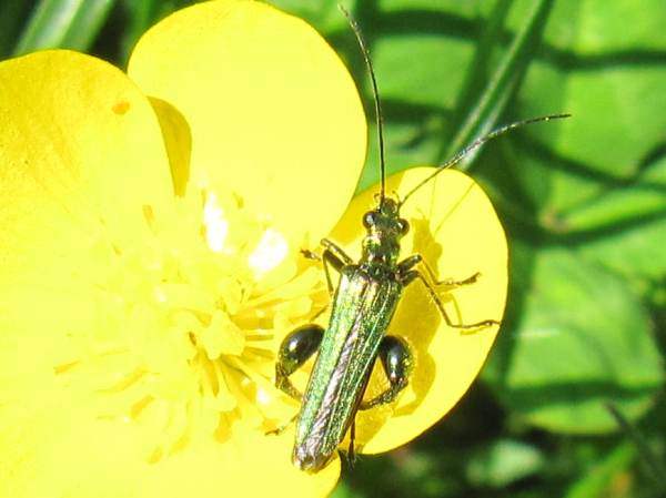 Howardian Local Nature Reserve
  Swollen-thighed Beetle