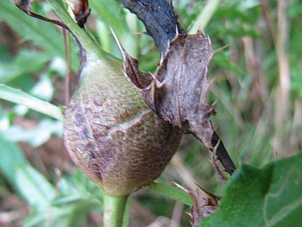 Howardian Local Nature Reserve
  Thistle Gall Wasp