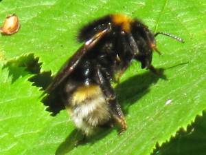 Vestal Cuckoo Bee