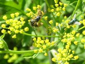 Common Wasp & Green Bottle