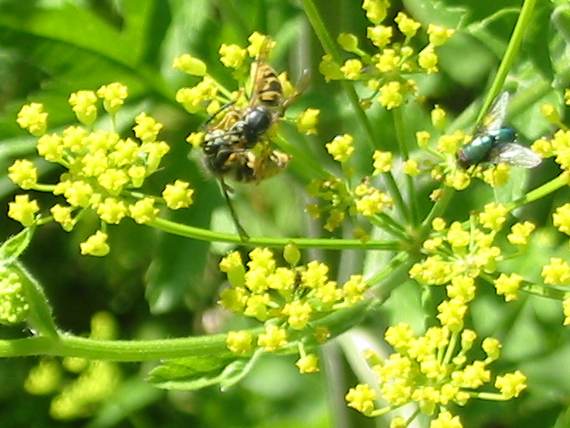 Howardian Local Nature Reserve
Common Wasp & Green Bottle