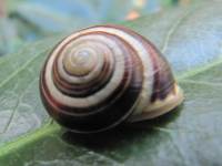 White-lipped Snail