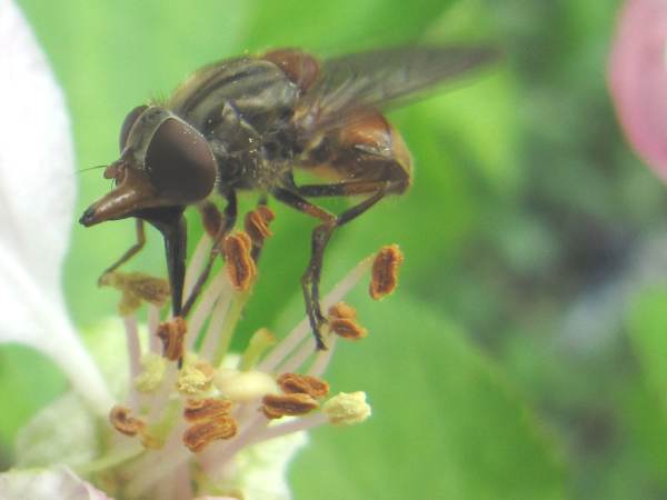 Hoverfly, Rhingia campestris