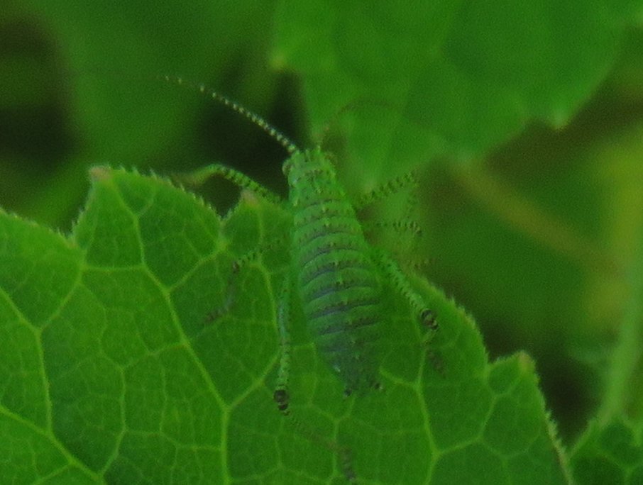Howardian Local Nature Reserve
  Speckled Bush Cricket - Nymph