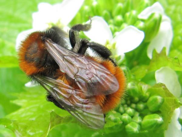 Tawny Mining Bee