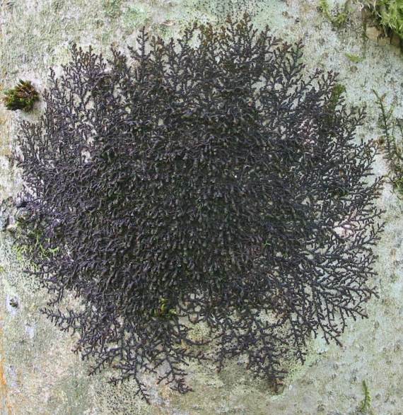 Howardian Local Nature Reserve
Liverwort Frullania dilatata