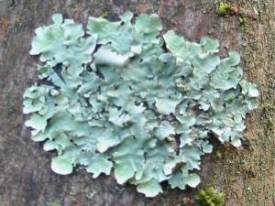 Lichen ~
Parmotrema perlata