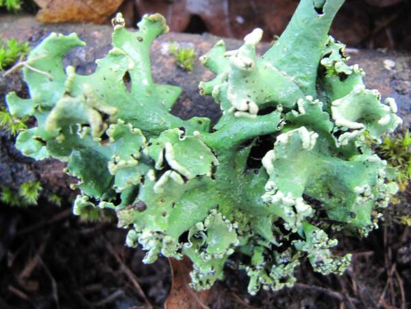 Howardian Local Nature Reserve
  Lichen ~ 
  Parmotrema Lichen
