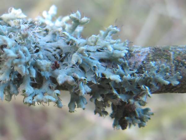 Lichen ~
  Physcia tenella
