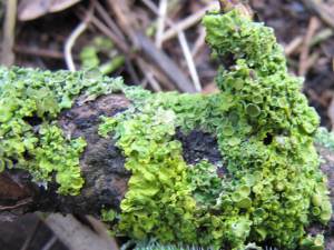 Lichen ~
  Xanthoria parietina
  Common Orange Lichen