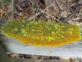 Lichen ~
  Xanthoria parietina
  Common Orange Lichen