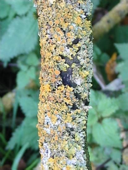 Howardian Local Nature Reserve
Lichen Xanthoria parietina