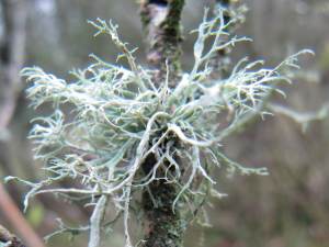 Lichen ~
  Ramalina farinacea