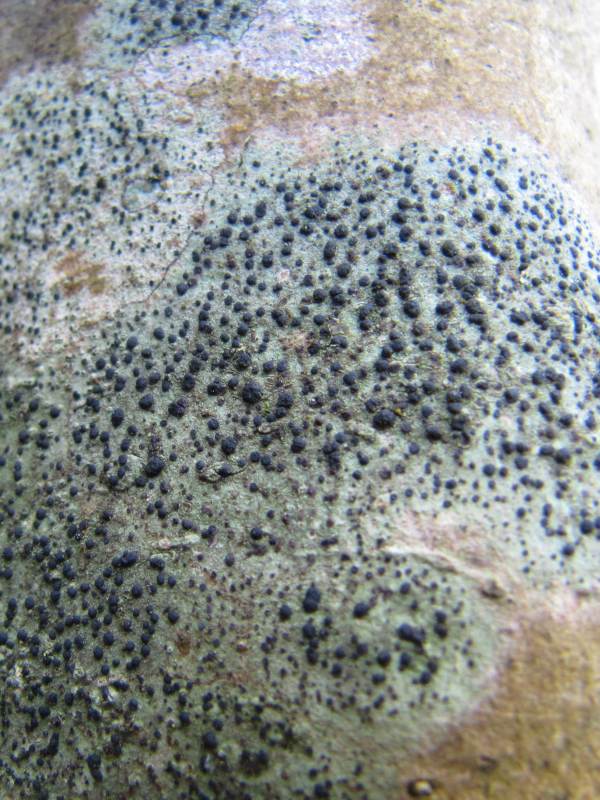 Howardian Local Nature Reserve
Lichen Lecidella elaeochroma