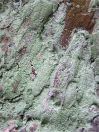 Lichen ~
  Lepraria incana
  Dust Lichen