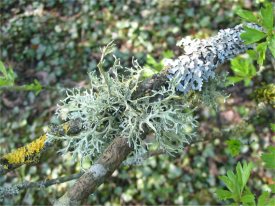 Lichen ~ 
  Xanthoria parietina,
  Evernia prunastri
  & Parmelia sp.