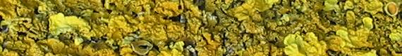 Lichen ~
  Xanthoria parietina
  Common Orange Lichen