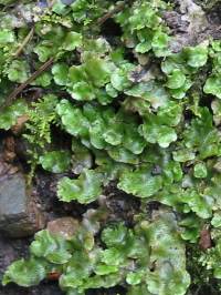 Liverwort ~
  Lunularia cruciata