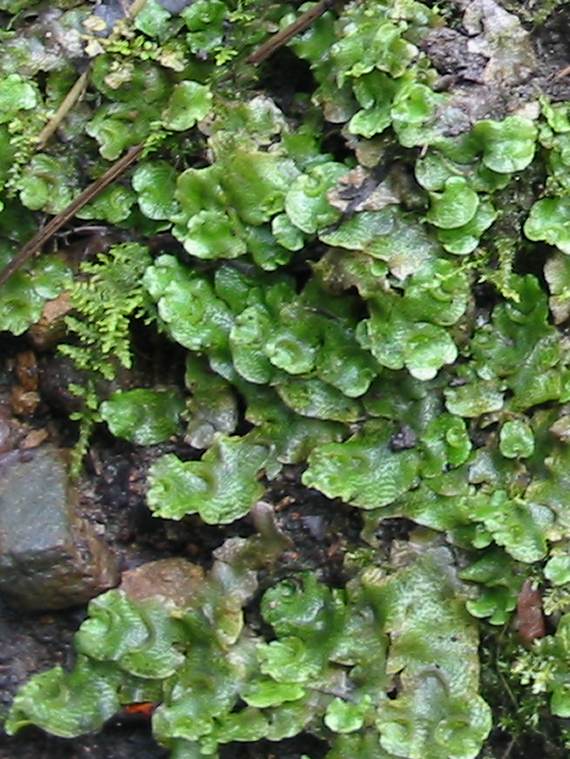 Howardian Local Nature Reserve
Liverwort ~
Lunaria cruciata