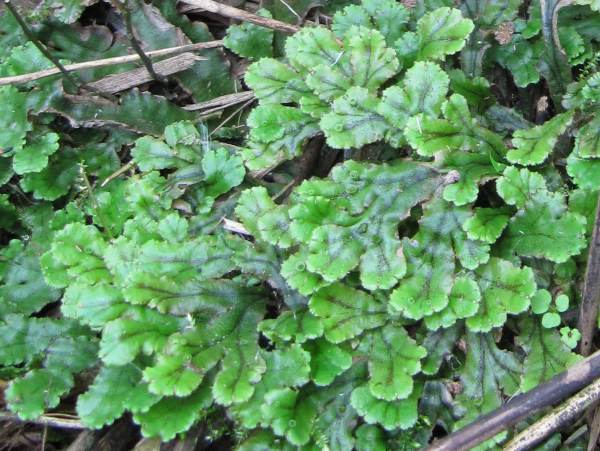 Howardian Local Nature Reserve
  Liverwort ~
  ??
