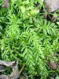 Moss ~
  Plagiomnium undulatum
  Hart's-tongue Thyme-moss