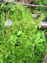 Moss ~
  Kindbergia praelongum