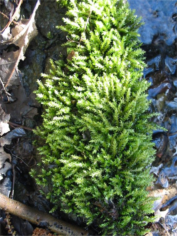 Howardian Local Nature Reserve
Moss Platyhypnidium (Rhynchostegium) riparioides