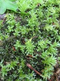 Moss ~
  Plagiomnium undulatum
  Hart's-tongue Thyme-moss