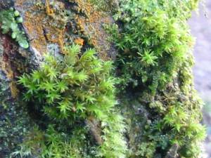 Moss ~ 
  Orthotrichum affine
  Orange Alga ~
   Trentepohlia sp.