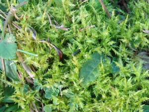 Moss ~ 
  Calliergonella cuspidata