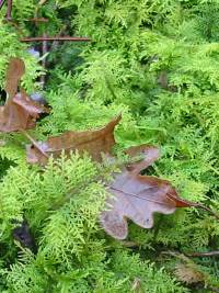 Moss ~
  Thuidium tamariscinum
