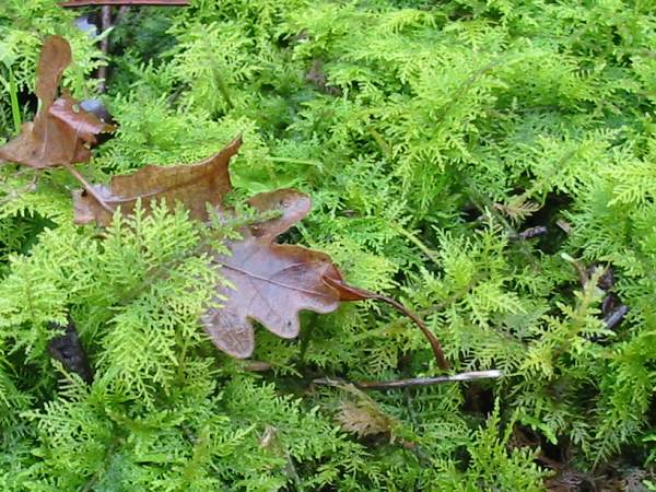 Howardian Local Nature Reserve
Moss ~
Thuidium Tamariscinum
Common Tamarisk-moss