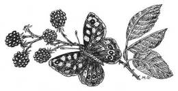 Drawing of Speckled Wood Butterfly by Dr Mary Gillham MBE