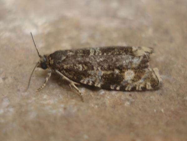 Epiblema scutulana/sticticana/cirsiana agg