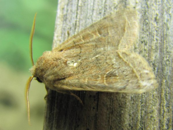 Common Quaker