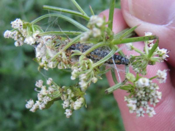 Depressaria daucella (Caterpillar)