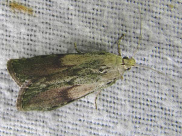 Bee Moth (Male)