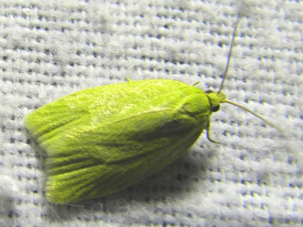 Green Oak Tortrix