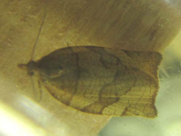 Barred Fruit-Tree Tortrix