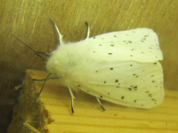 White Ermine