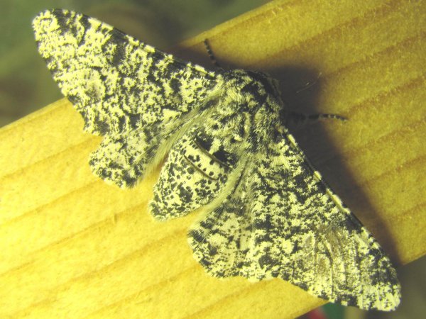 Peppered Moth