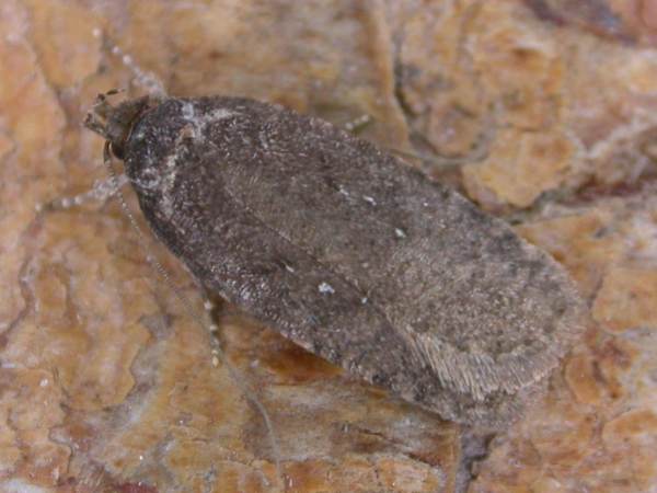 Agonopterix ciliella