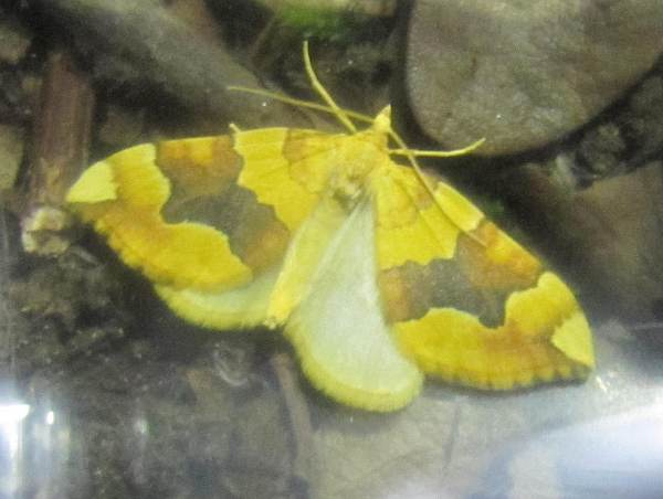 Barred Yellow