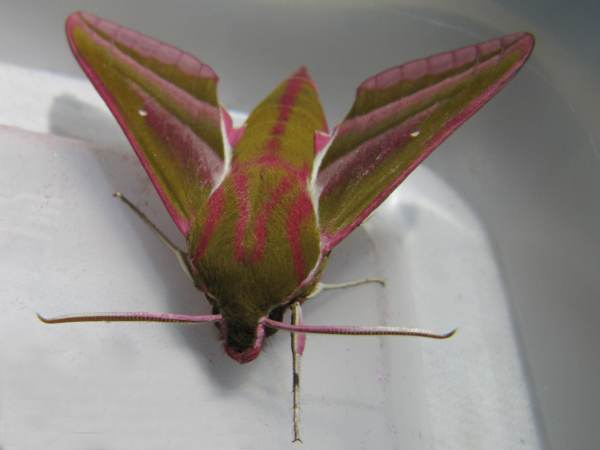 Elephant Hawk Moth