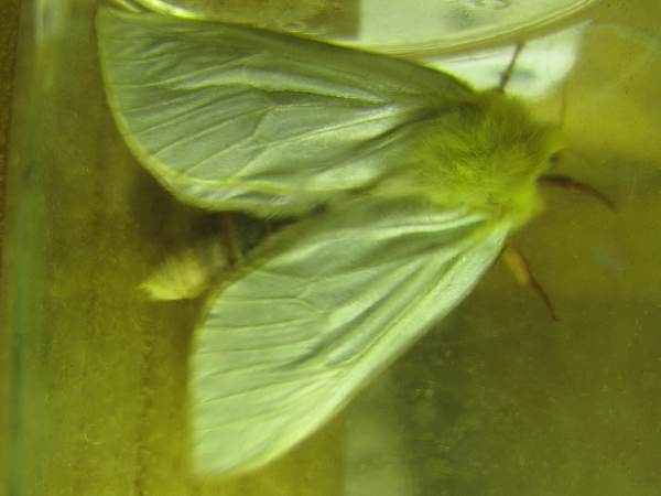 Ghost Moth (Male)