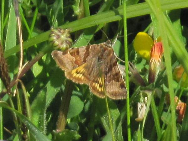 Howardian Local Nature Reserve