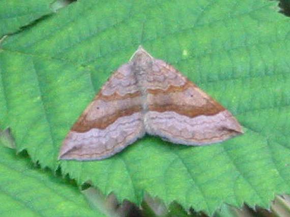 Howardian Local Nature Reserve