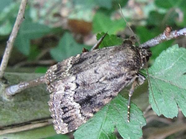 Copper Underwing